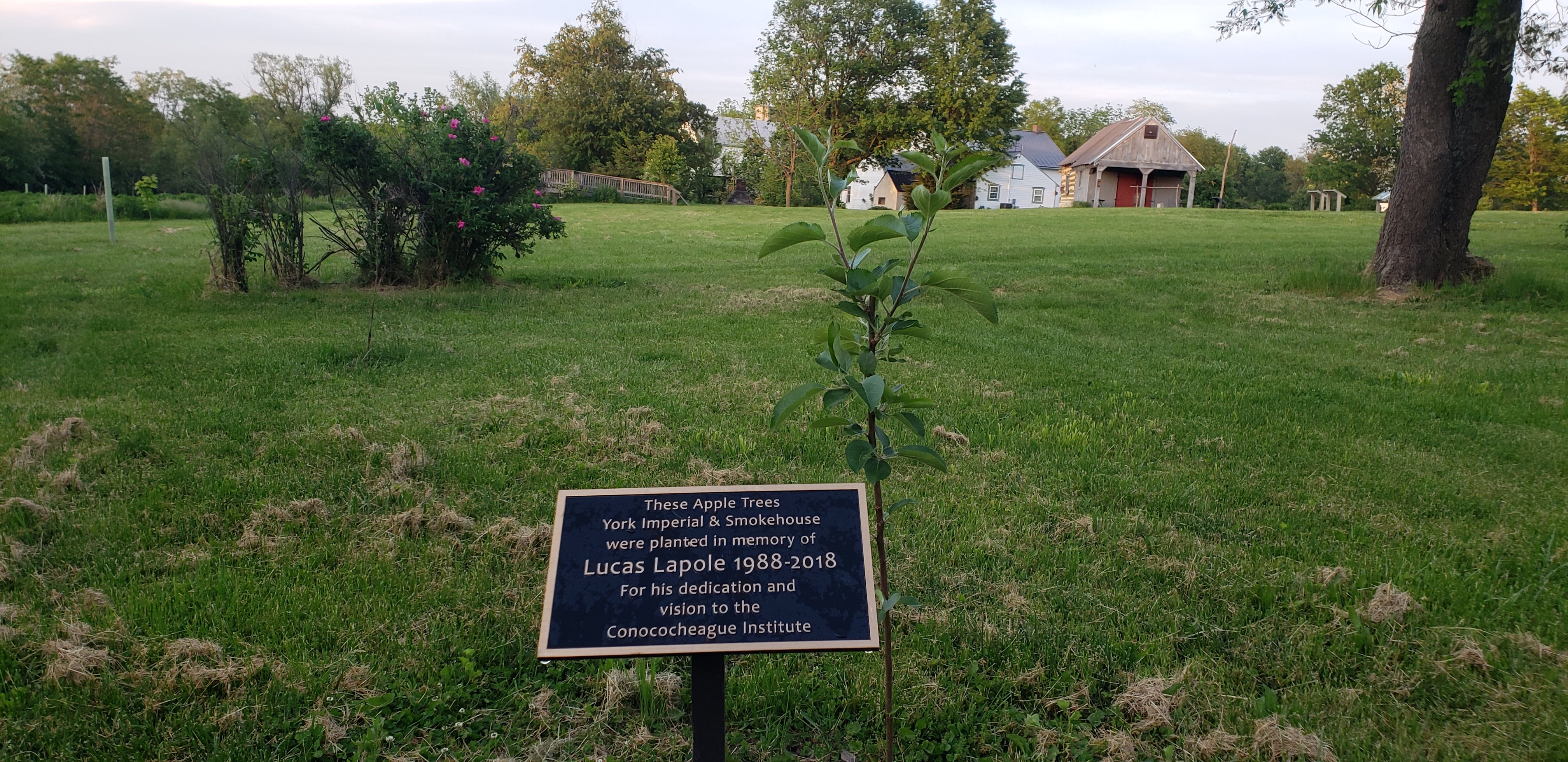 Lucas Lapole Memorial Tree