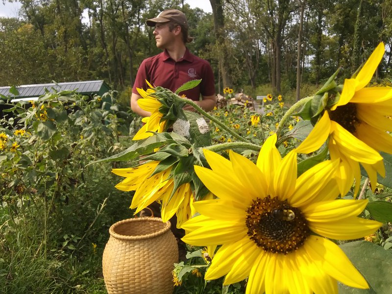 Harvesting Sunflowers in the Fall