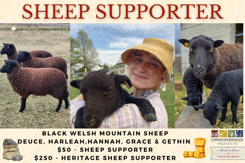 2026 Sheep Supporter