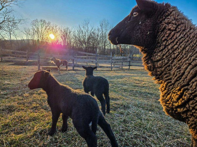 Sheep in Sunset