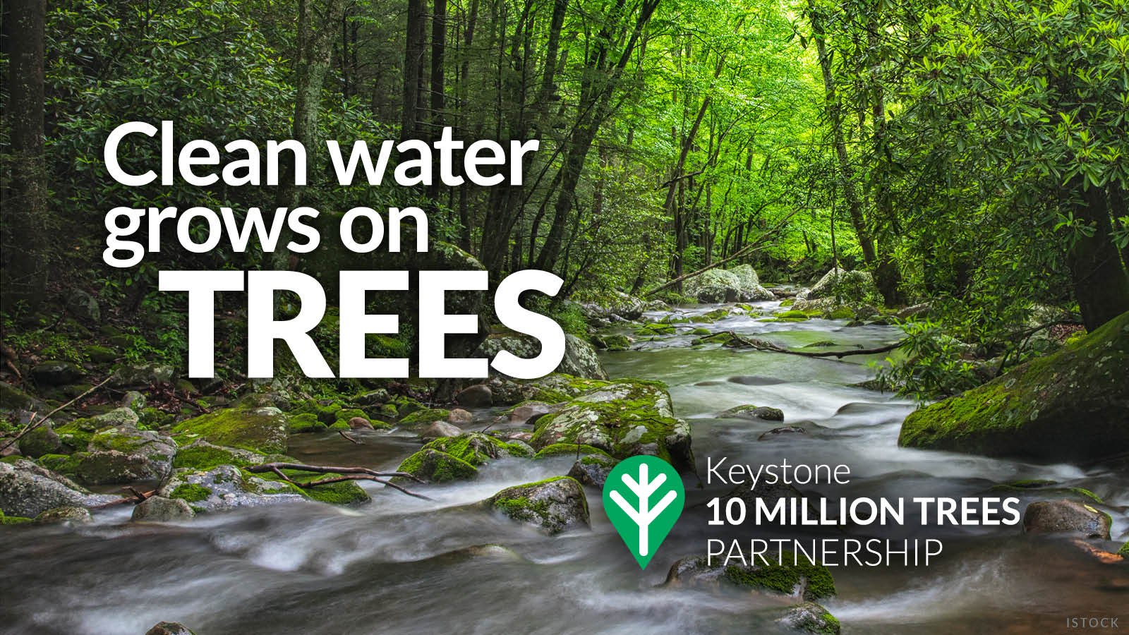 Clean Water grows on trees